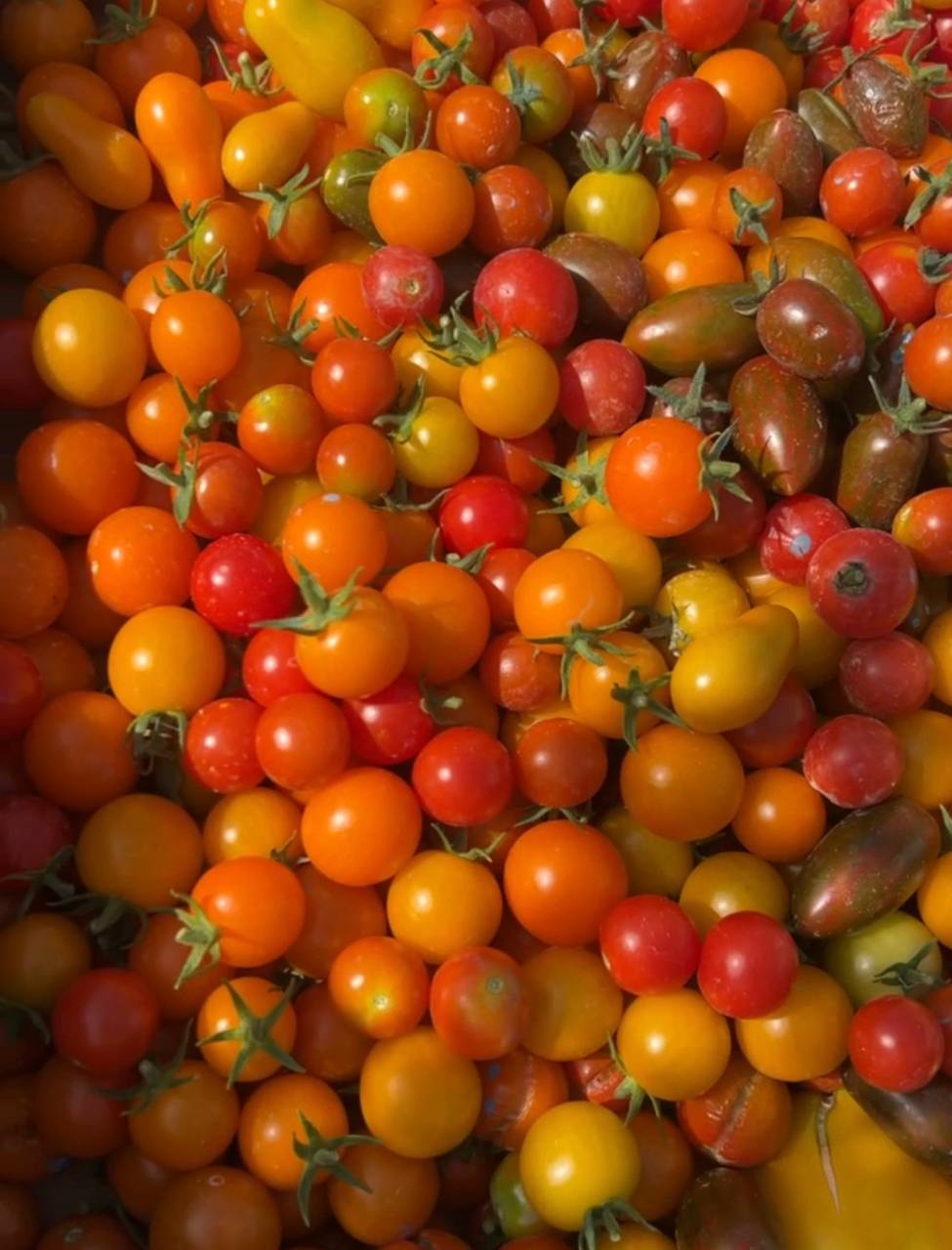 Pomodorini colorati della Fattoria di Nonno Giacomo